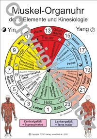 Muskel-Organuhr der 5 Elemente und Kinesiologie