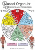 Muskel-Organuhr der 5 Elemente und Kinesiologie