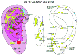 Die Reflexzonen Des Ohres / Karte / 8 X 11,4 / Zelloph.