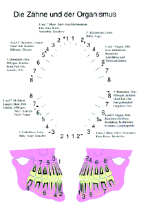 Die Zähne Und Der Organismus / Karte / 15 X 21 / Zelloph.